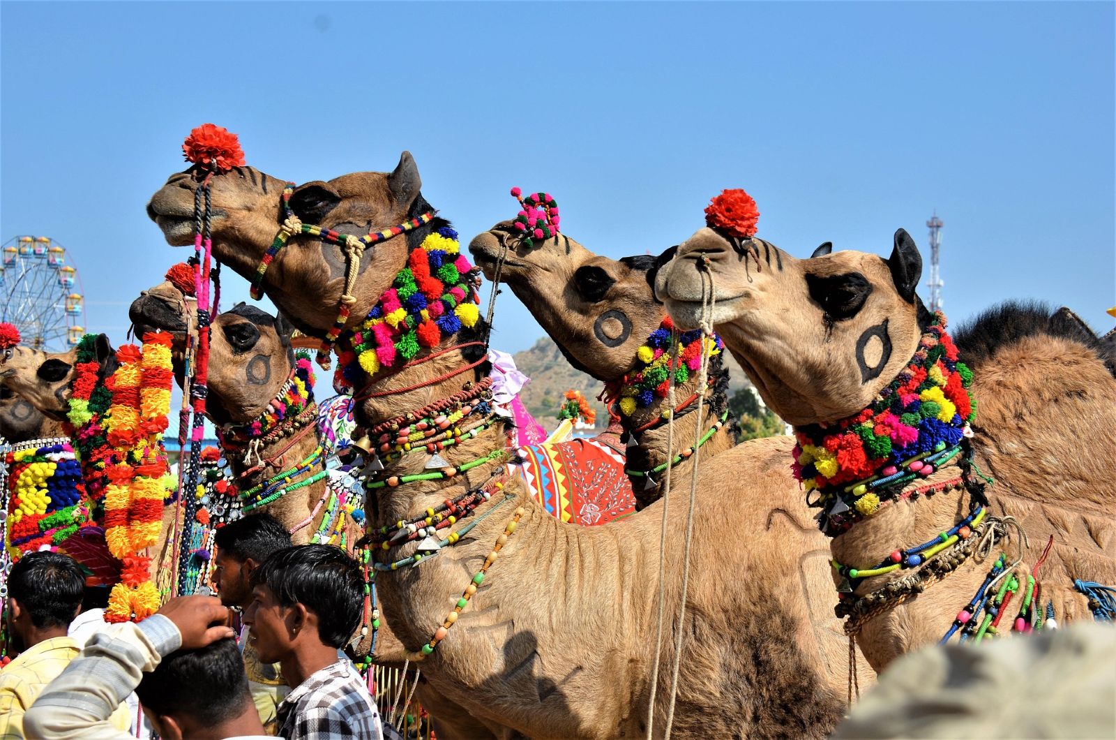The Pushkar Camel Fair: What It Actually Is and How to See It Well